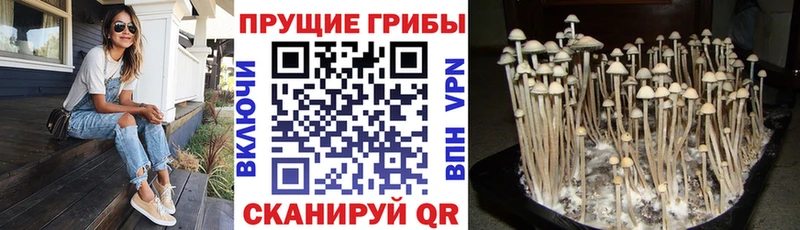 Галлюциногенные грибы GOLDEN TEACHER  наркотики  Шенкурск 